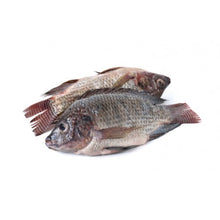 Load image into Gallery viewer, Tilapia